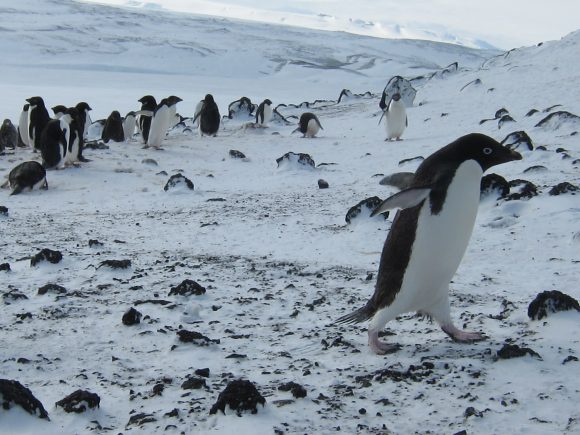 Still not cold enough. Credit: Lori Cuthbert (CC BY 2.0)