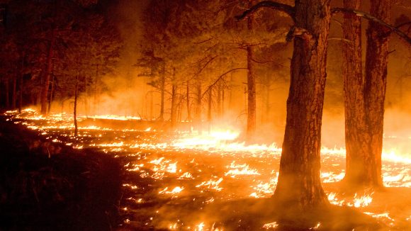 Credit: USFS Gila National Forest (CC BY-SA 2.0)