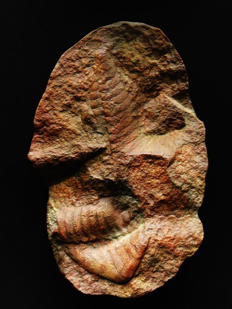 Meet Pteridinium simplex, one of the lifeforms that went extinct at the end of the Ediacaran. There's no scientific consensus on exactly what it was, but it's been described as a