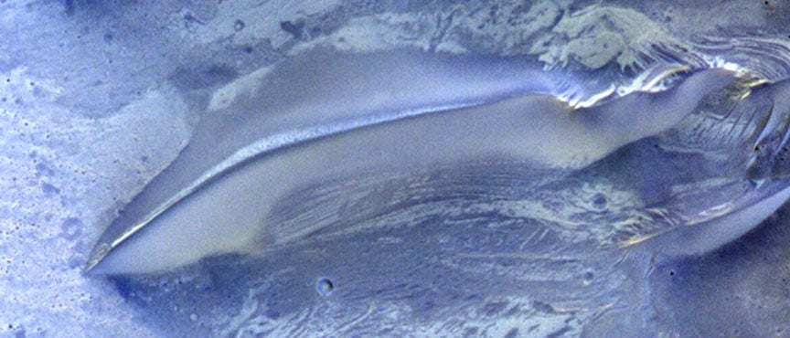 A Region On Mars With Recent Water Is About To Get Major Attention