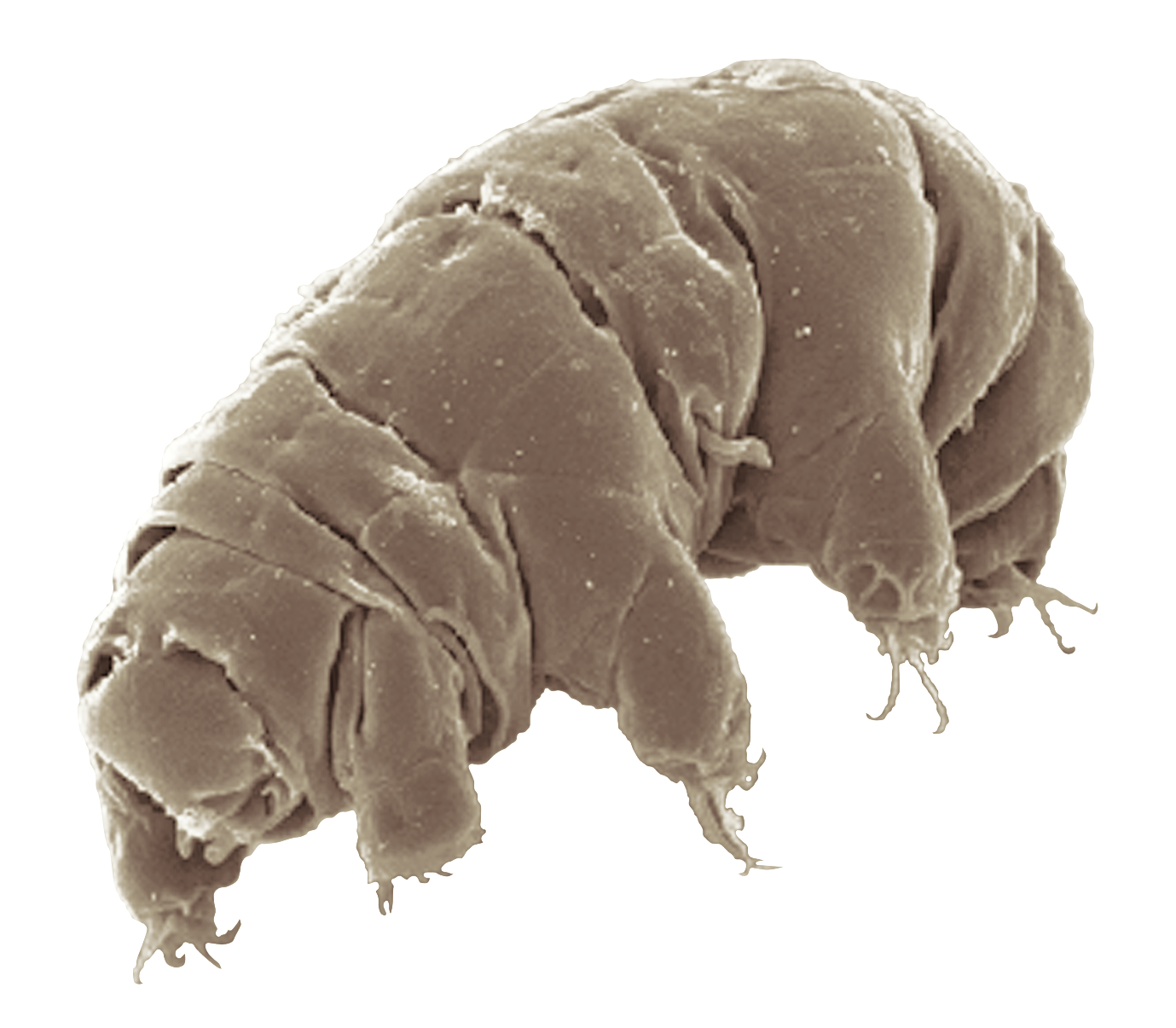 Image of Milnesium tardigradum in active state (Credit : Schokraie E, Warnken U, Hotz-Wagenblatt A, Grohme MA, Hengherr S, et al. (2012) - Schokraie E, Warnken U, Hotz-Wagenblatt A, Grohme MA, Hengherr S, et al. (2012))