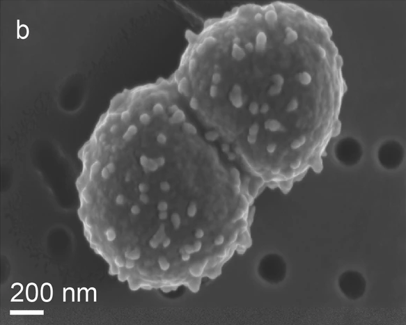 Earth's toughest bacteria can survive unprotected in space for at least a year