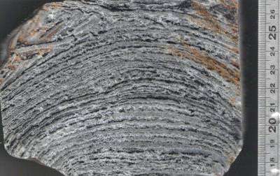 Close-up, cross-section view of the interior of a domical stromatolite. The black layers are the