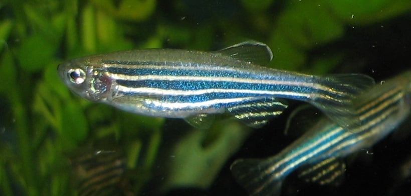 Fish are Adapting to Weightlessness on the Chinese Space Station