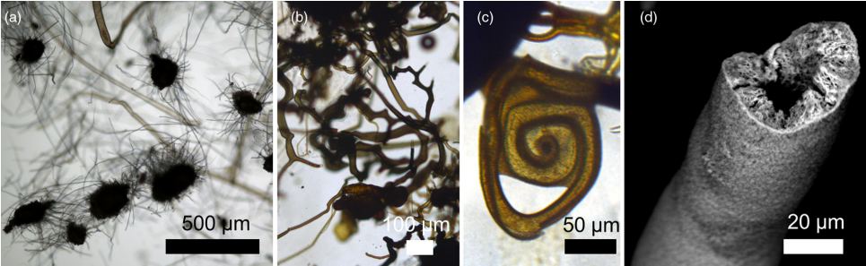 These images are all