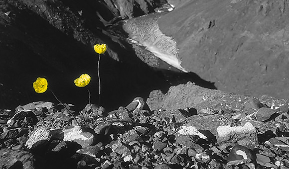 Panspermia Flower Power