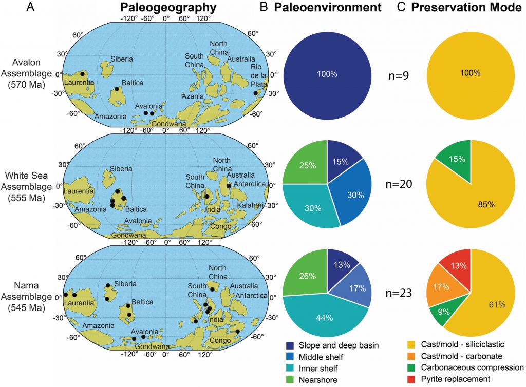 This figure from the study shows the Paleogeographic distribution of fossil localities (A) within the three assemblages of the Ediacara Biota based on continental configurations by Merdith et al. and pie charts with the distribution of paleoenvironments (B) and modes of preservation (C) sampled for each assemblage.
