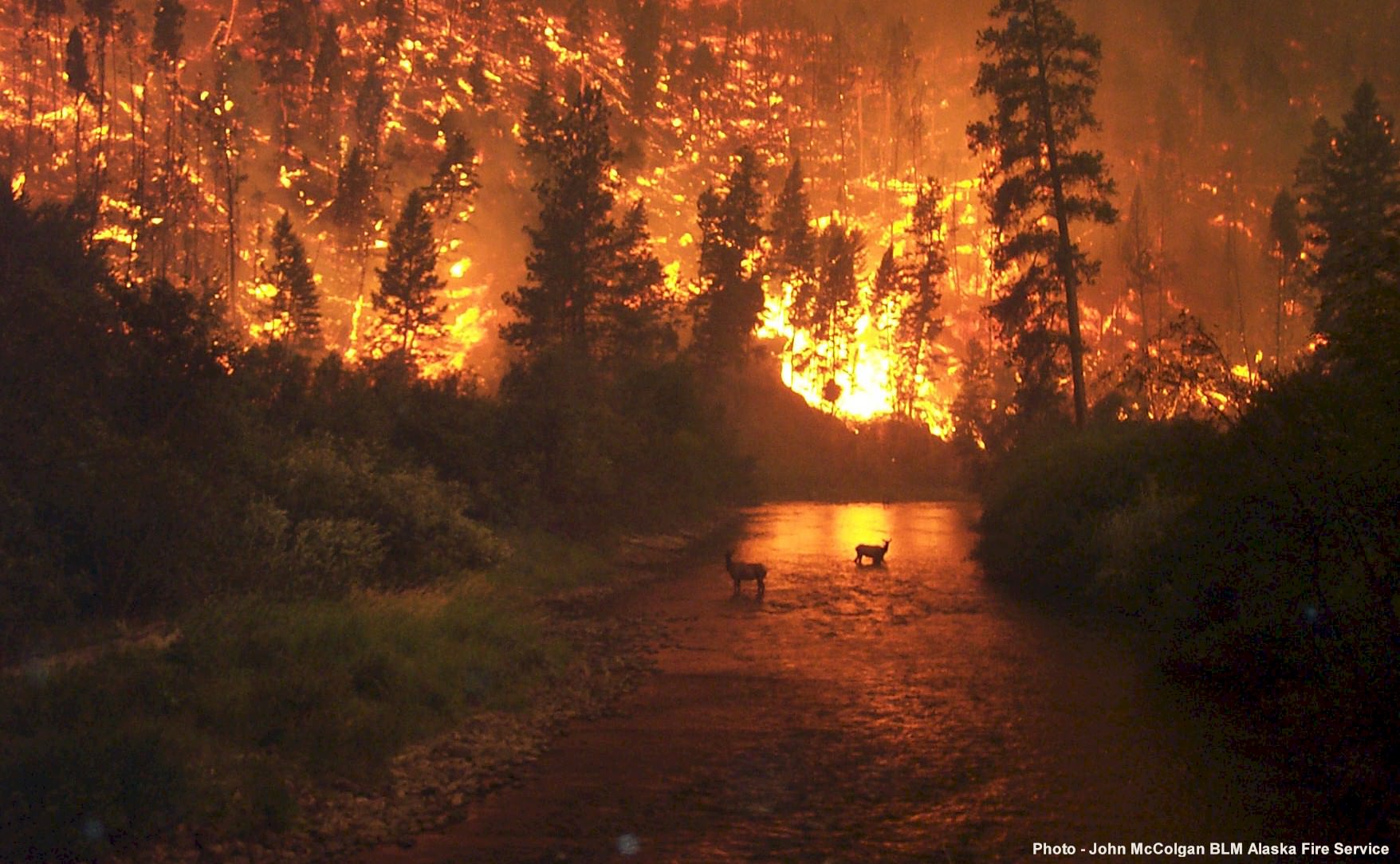 Despite Global Warming, Wildfire Frequency Does Not Increase